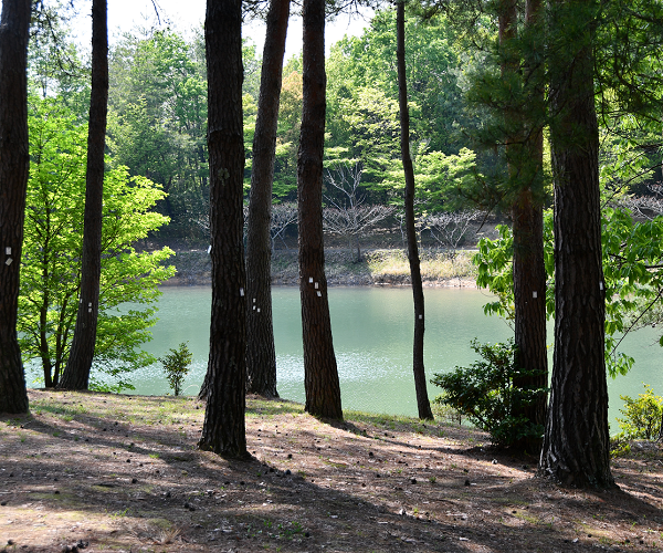 View of the pond from the pine forest