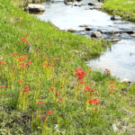 https://japan-yakage.jp/wp-content/uploads/2024/02/2026flower-150x150.png