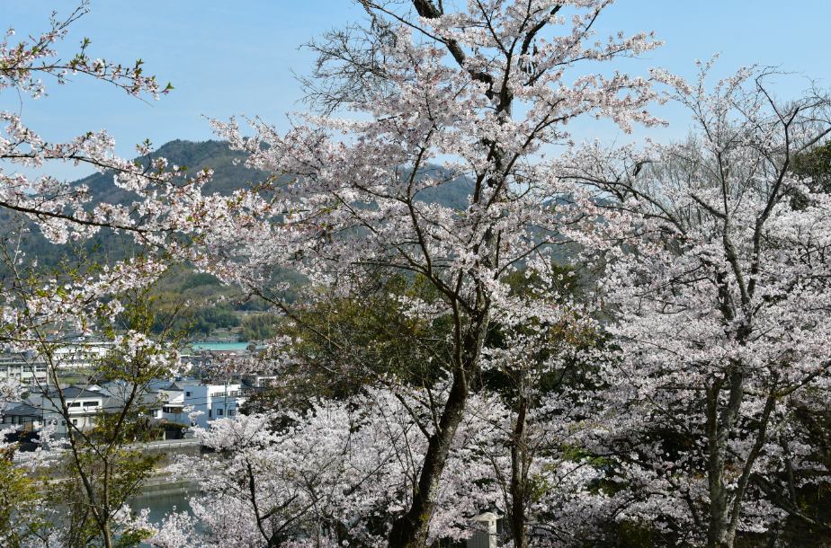 嵐山公園で満開に咲く桜たち