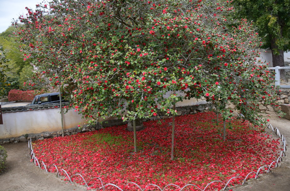 真っ赤に敷きつめられた花の絨毯！