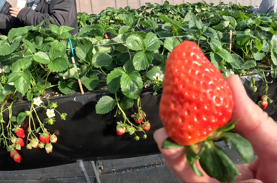 A large strawberry